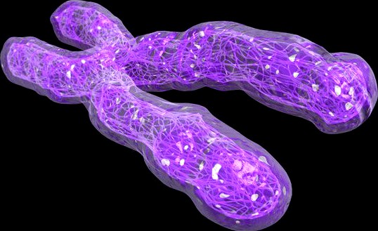 Chromosome 3D Model