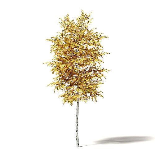 Silver Birch 3D Model 3m