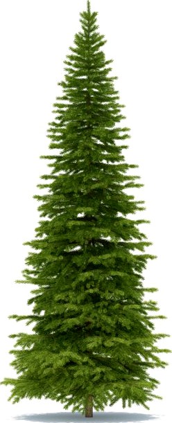 Spruce 3D Model