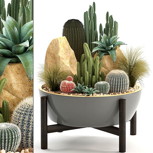 Collection of Exotic Cactus Plants 7