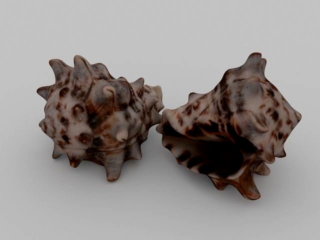 Seashell
