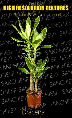 Dracena Plant textur