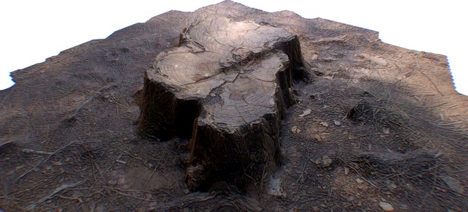 Ground Tree Stump