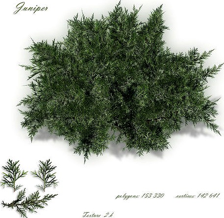 Juniper