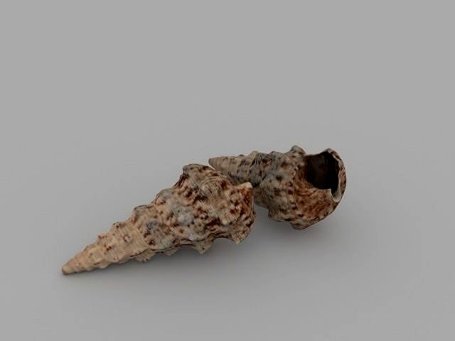 Seashell