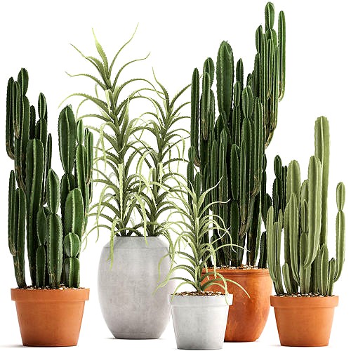 Collection of Exotic Cactus Plants 3