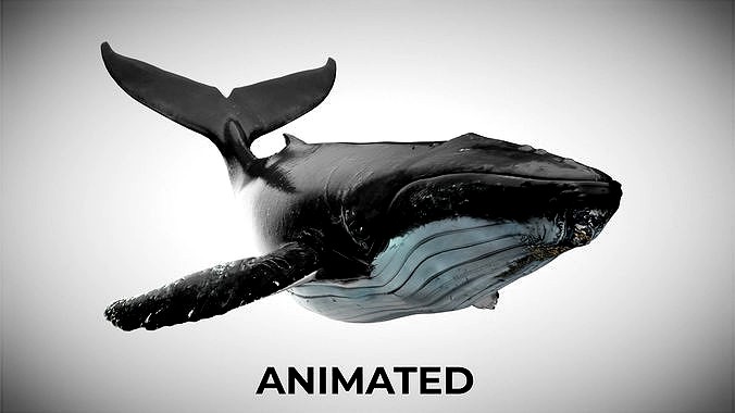 Humpback Whale - with Octane Support