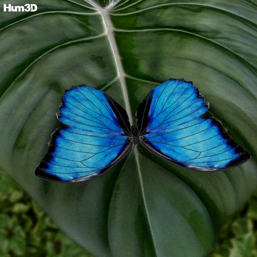 Morpho Amathonte