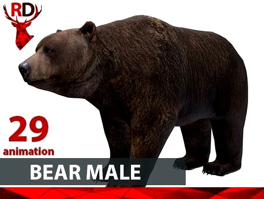 BEAR MALE short