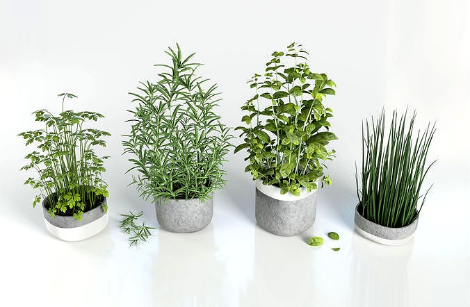 Herbs for kitchen