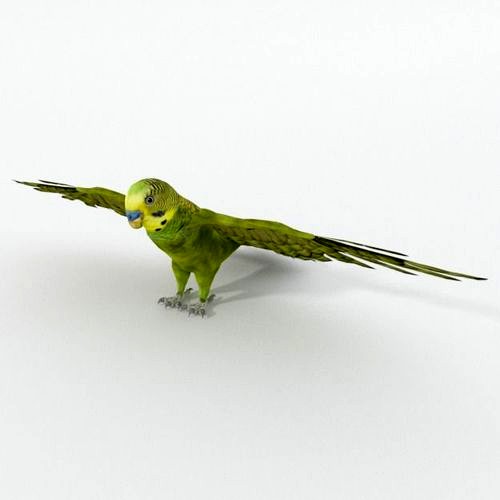 Parakeet