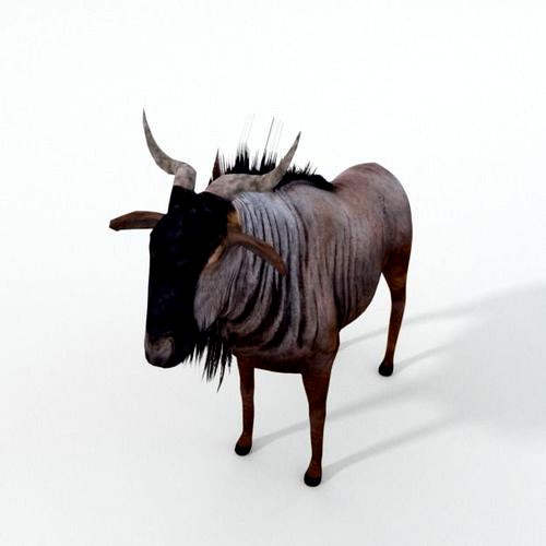 Wildebeest Gnu