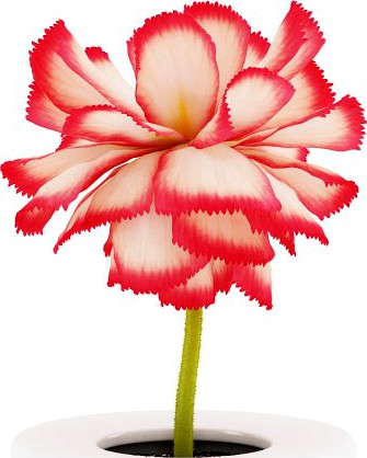 Pink Flower in White Pot 3D Model