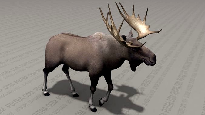 Bull Moose with Large Antlers - Alces Elk - Adult Male - Pose 1