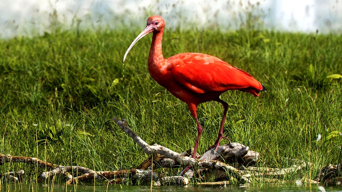 Scarlet Ibis