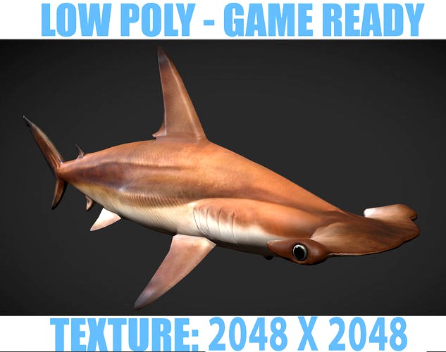 hammerhead sharks
