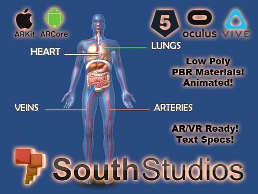 Animated Human Circulatory System AR VR Unity 3dsmax