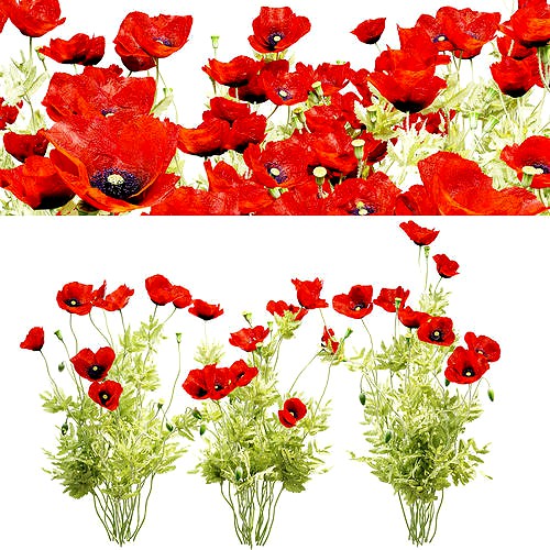 Field poppy