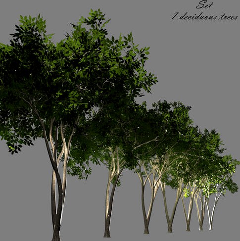 Deciduous tree 3D model