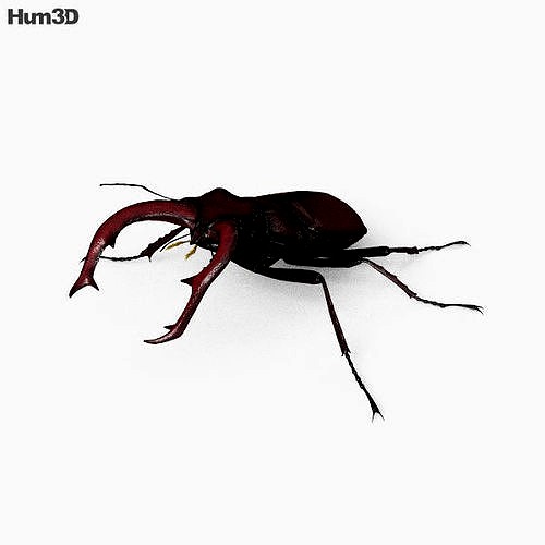 Stag Beetle HD