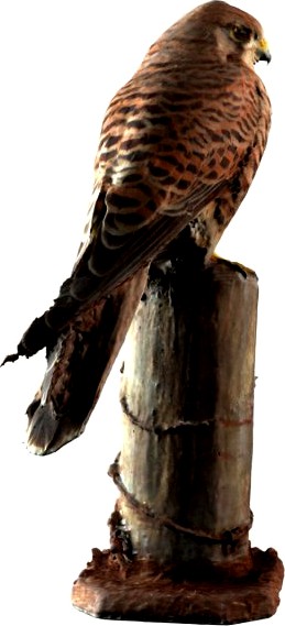 Sperwer 3D Model