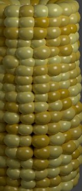 Corn on the cob 3D Model