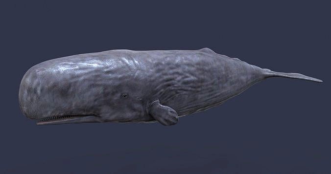 Whale model pack