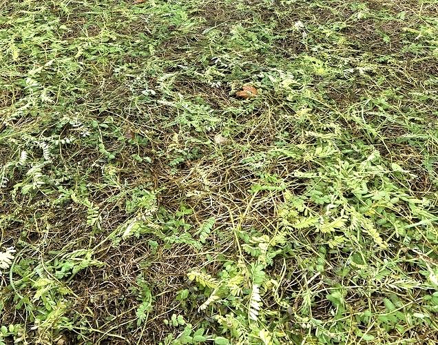 Forest Terrain Pack PBR