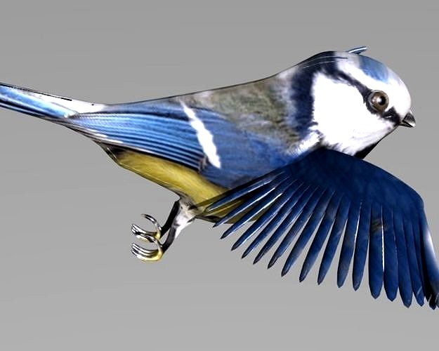 blue tit animated