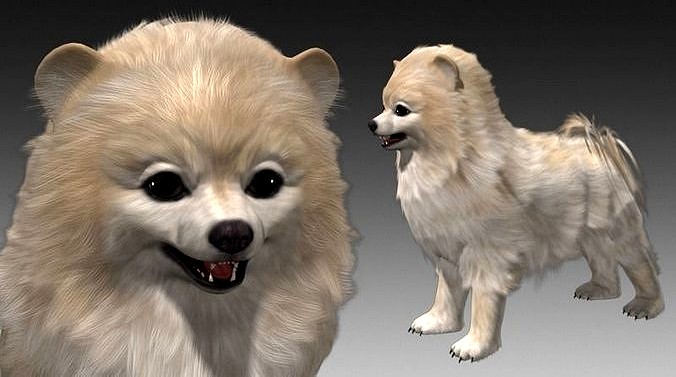 Pomeranian Dog 3d Model