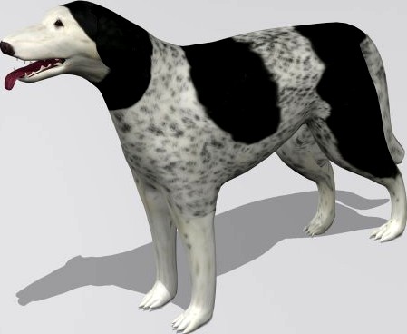 Russian wolfhound Borzoi 3D Model