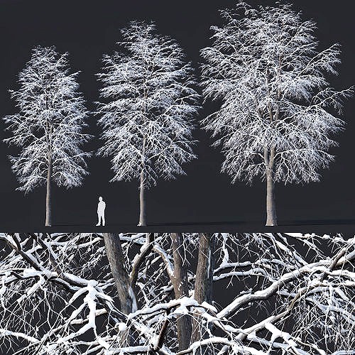 Tilia europaea Nr 7 H11-14m Three winter tree set