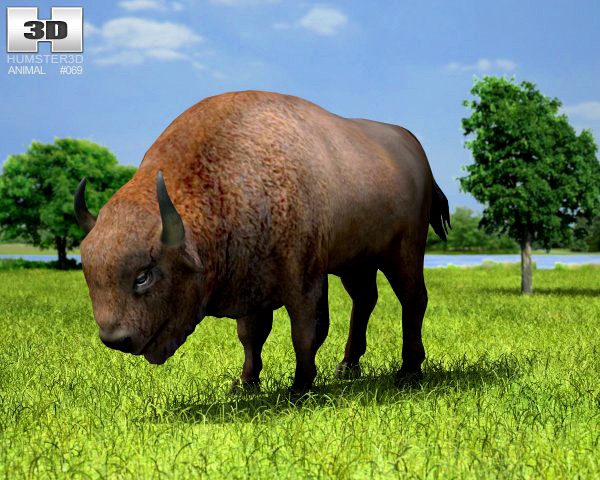 European Bison Bison Bonasus 3D Model