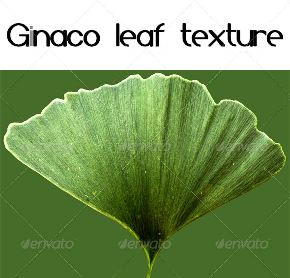 Ginaco Leaf Texture