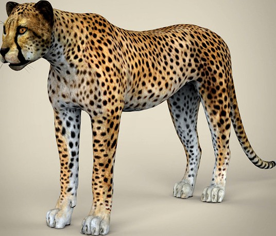 Realistic Cheetah