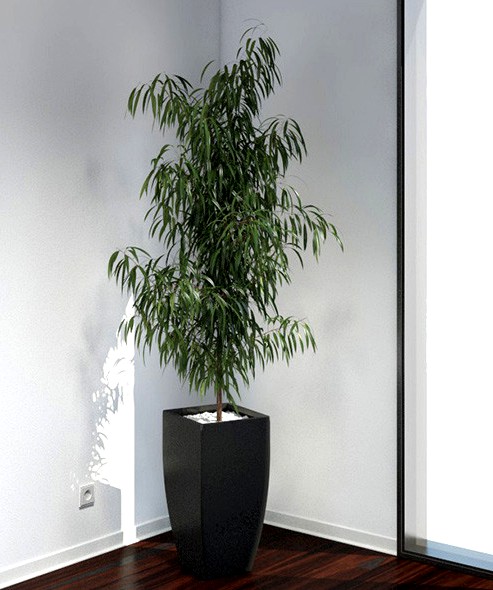 Oleander
