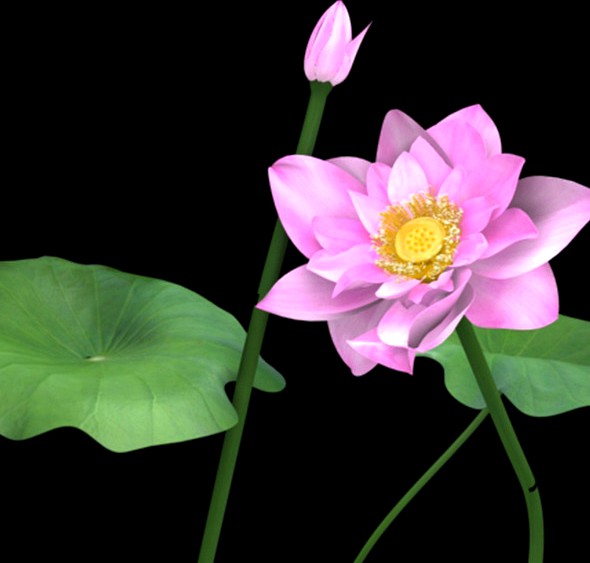 Lotus flower