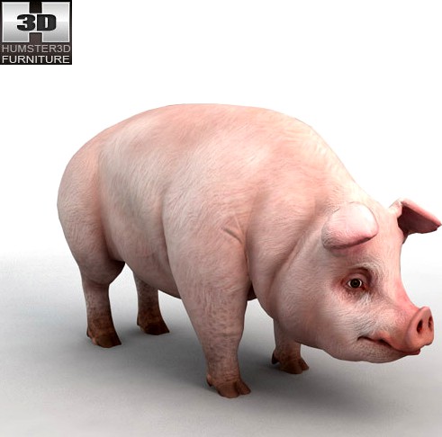 Highly detailed and realistic Pig 3D model