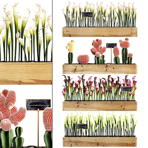 Cactus set wall decor vertical garden 44