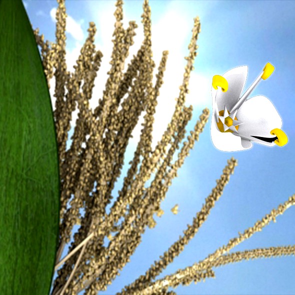 Coconet flower