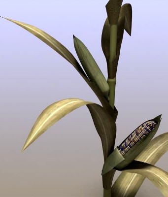 Indian Corn 3D Model