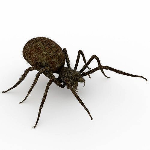 Spider 3
