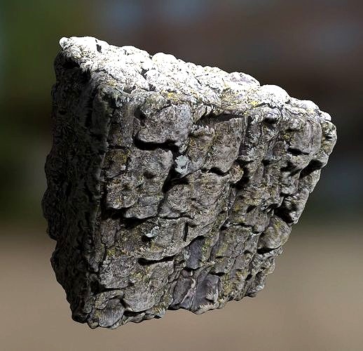 Pine bark texture