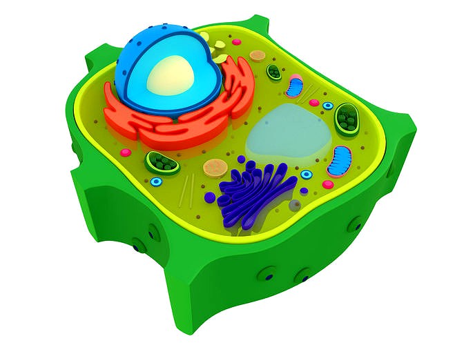 Plant Cell