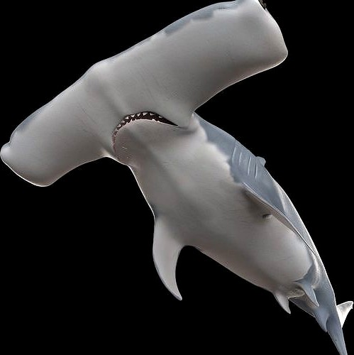 Hammerhead Shark Rigged