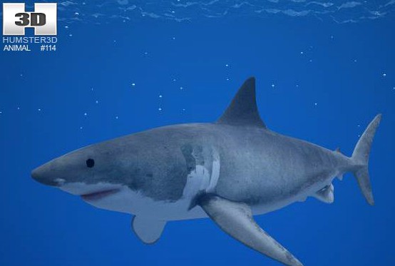 Great White Shark Carcharodon Carcharias 3D Model