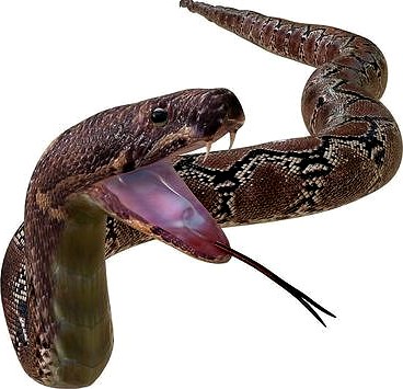 Python Snake Rigged