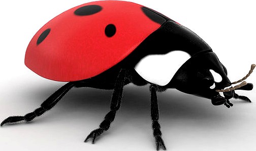 Ladybug