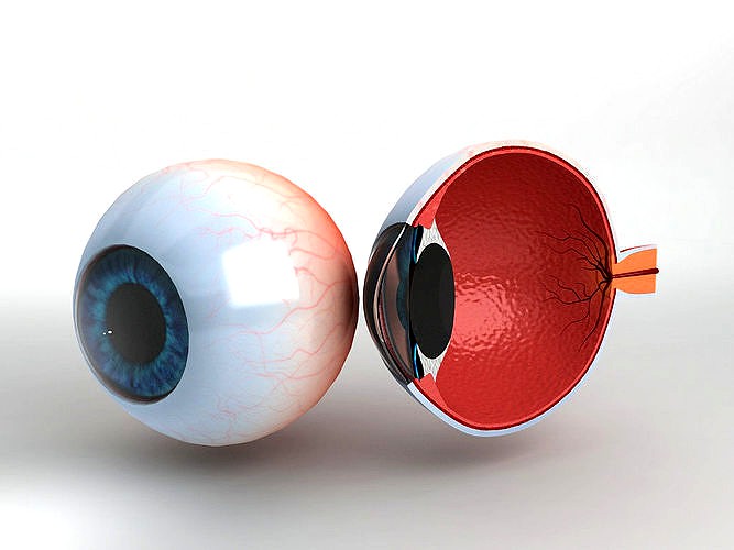Human Eye With Cutaway