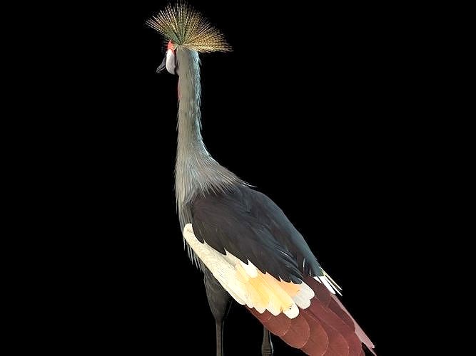 Grey Crowned Crested Crane